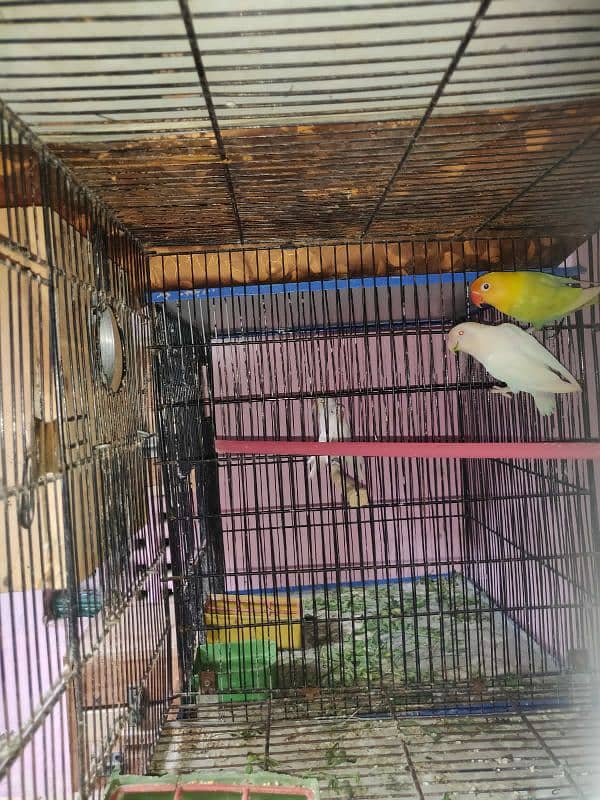 lovebird for sale 7