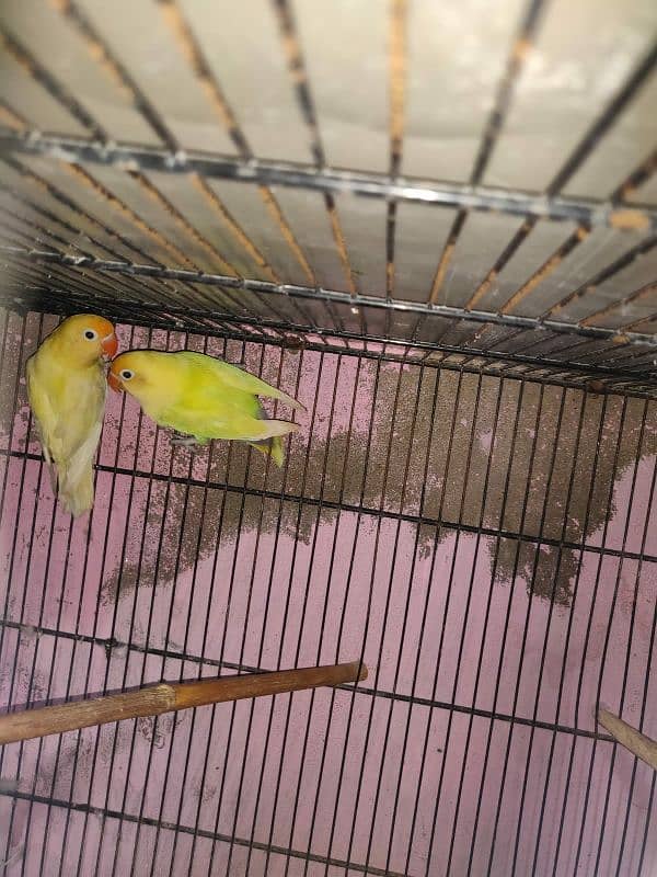 lovebird for sale 9