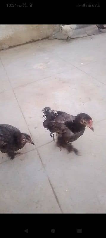 6 bantam chicken age 5 month plus 3