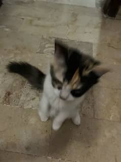 2 persian kittens urgent sale