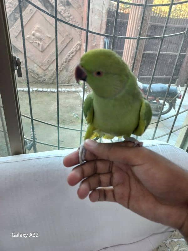 Parrot tame parrot 0