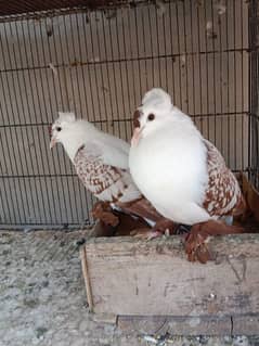 fancy pigeons