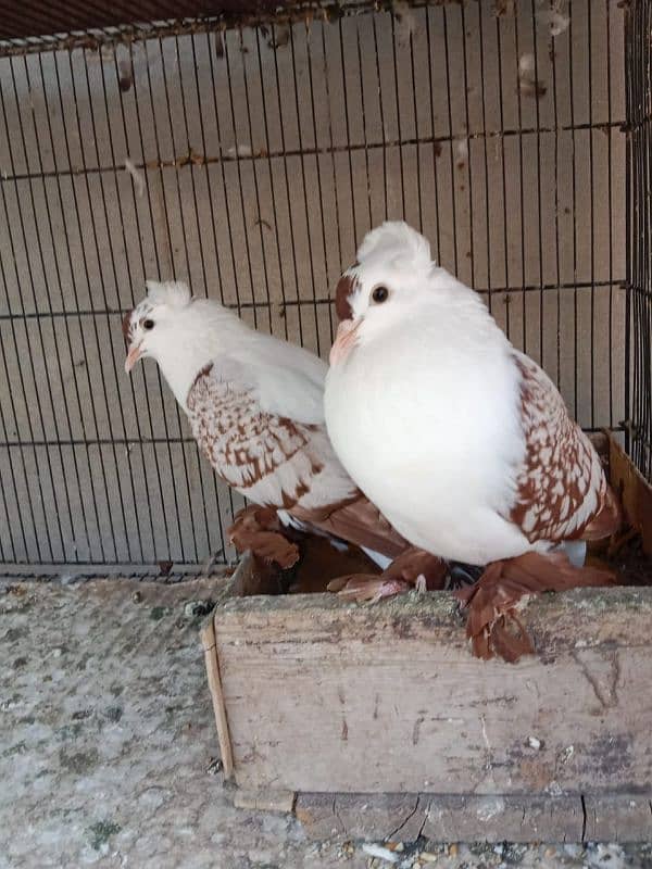 fancy pigeons 0