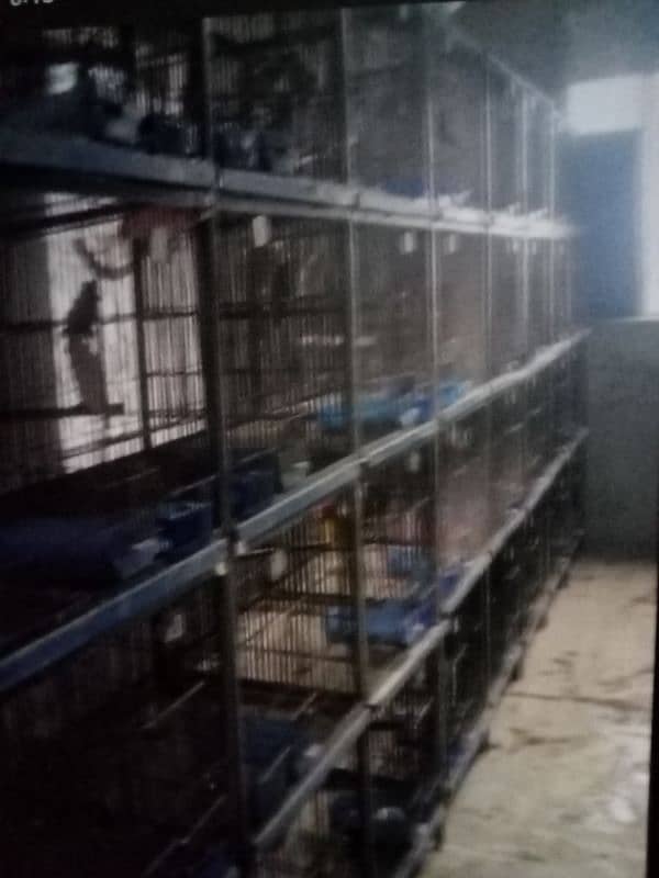 cage and pair for sale 0