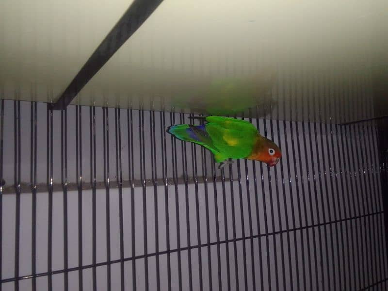 budgie 6