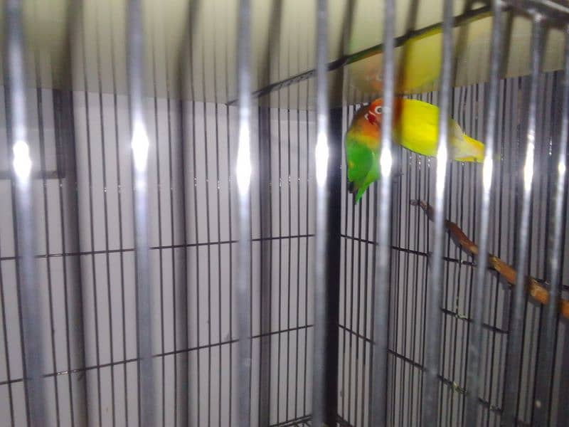 budgie 7