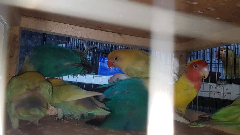 lovebird Males 0