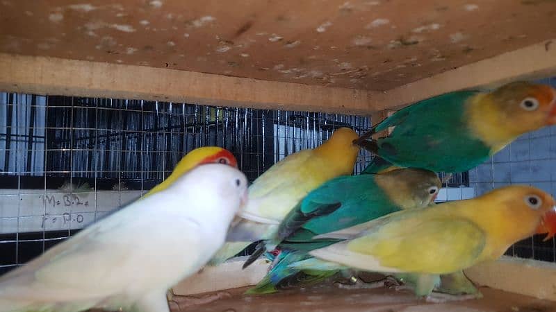 lovebird Males 1