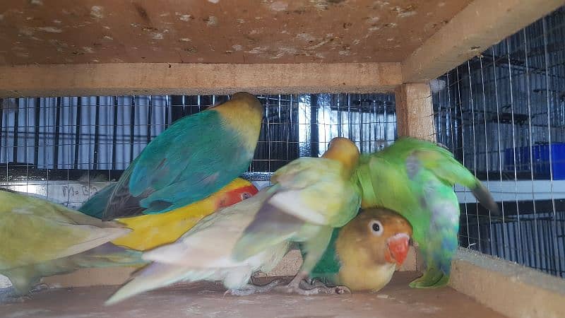 lovebird Males 3