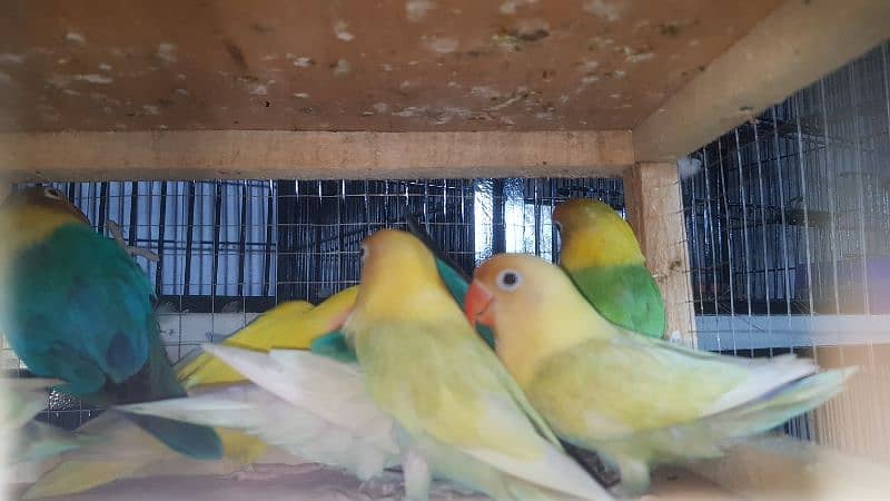 lovebird Males 4