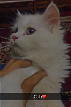 PERSIAN CAT TRIPLE COATED 0