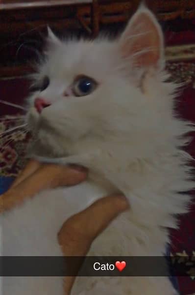 PERSIAN CAT TRIPLE COATED 0