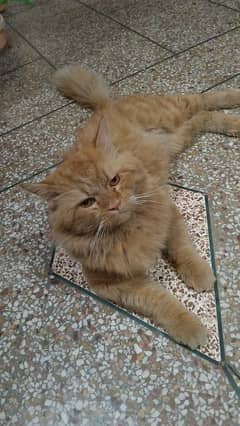 persian cat tripple coat (male)