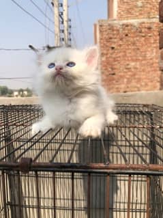 Male Kitten blue eyes triple coat