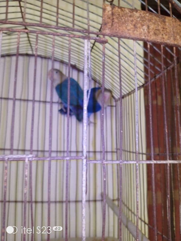 6 portion cage with 1 Australian parrotand love bird blue breeder pair 12