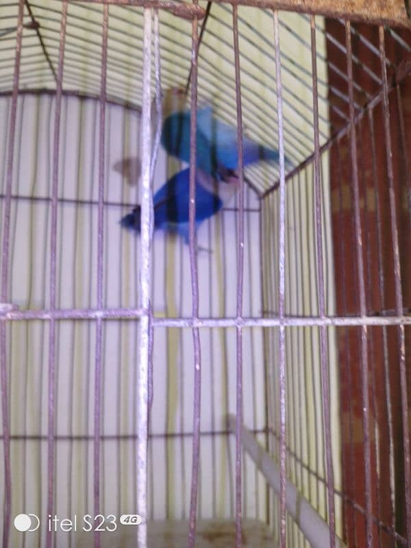 6 portion cage with 1 Australian parrotand love bird blue breeder pair 13