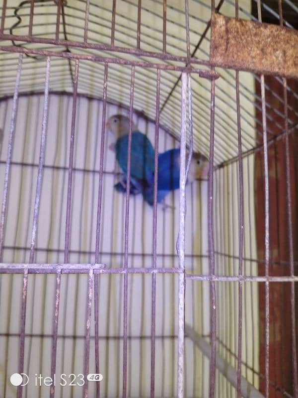 6 portion cage with 1 Australian parrotand love bird blue breeder pair 14