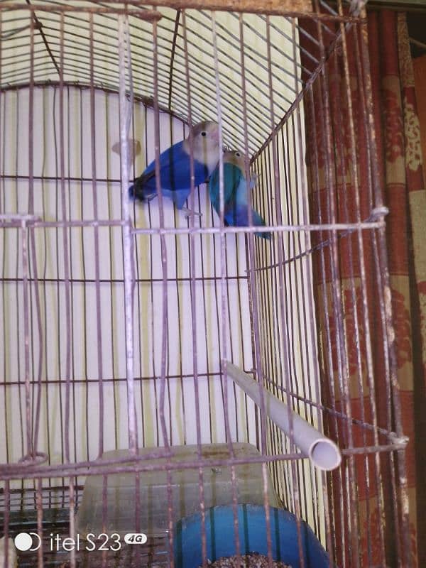 6 portion cage with 1 Australian parrotand love bird blue breeder pair 15