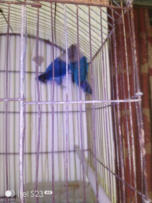 6 portion cage with 1 Australian parrotand love bird blue breeder pair 16