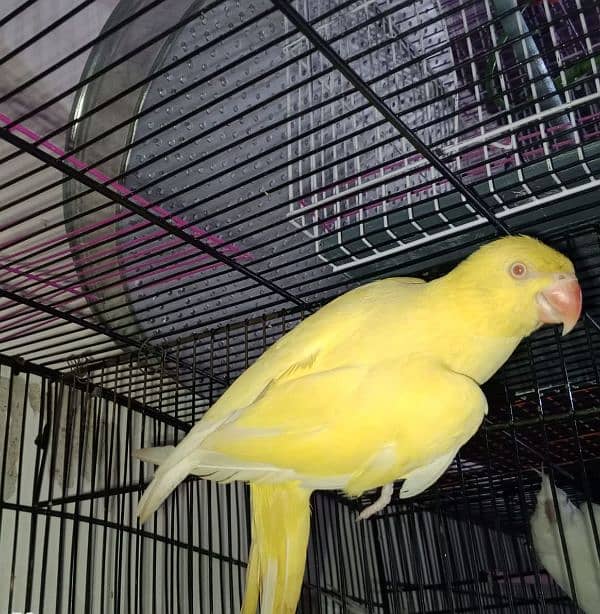 fresh birds available 0