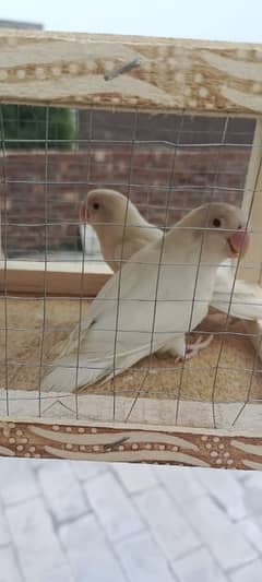 albino breader pair for sale 0