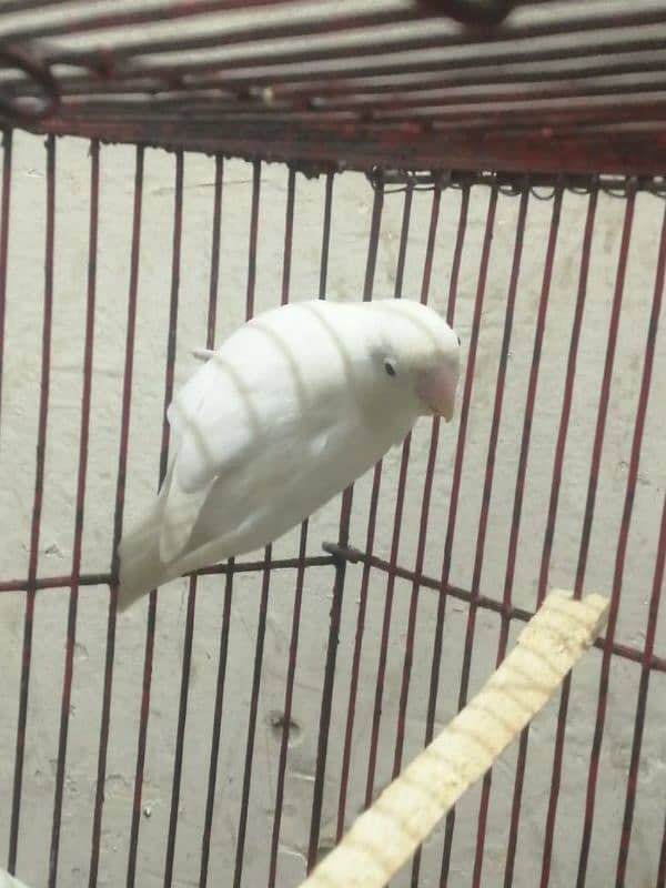 albino breader pair for sale 1