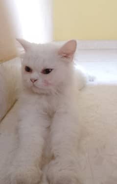 Persian male cat