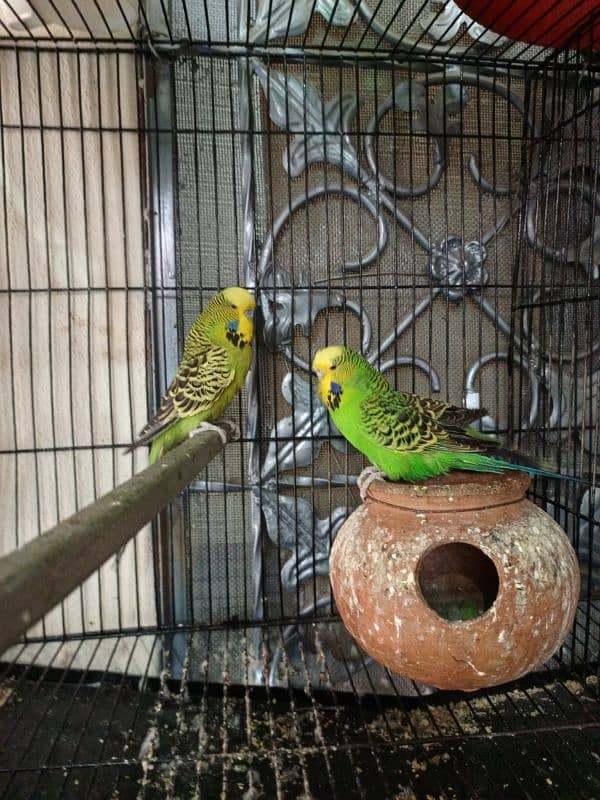 exhibition Australian parrot for sale 0