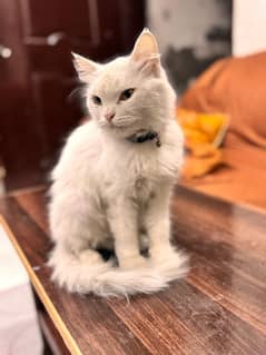 double coated doll faced Persian  Cat