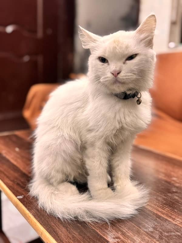 Persian  Cat 3