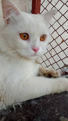 Persian cat male