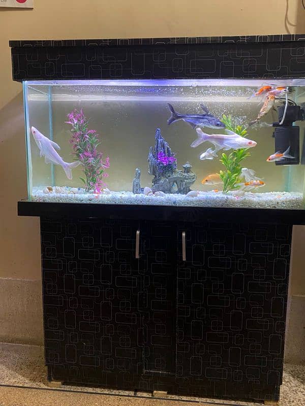 3x1 feet aquarium 2