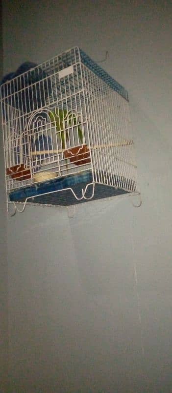 ring neck breeder pair cage with box 1