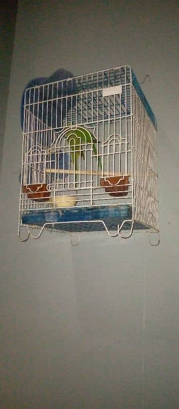 ring neck breeder pair cage with box 2