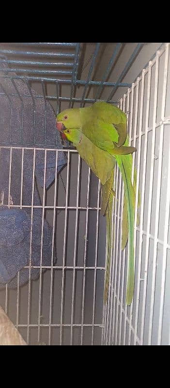 ring neck breeder pair cage with box 5