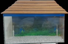 Fish Acquarium