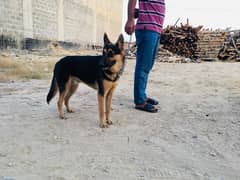 german shepherd