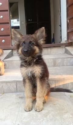 German shepherd long coat male or female pair available for sale. .