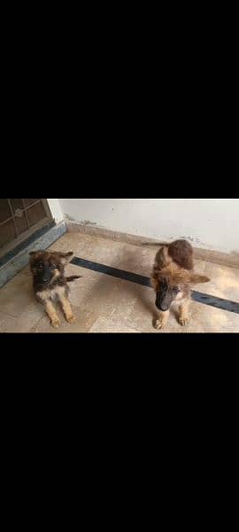 German shepherd long coat male or female pair available for sale. . 1