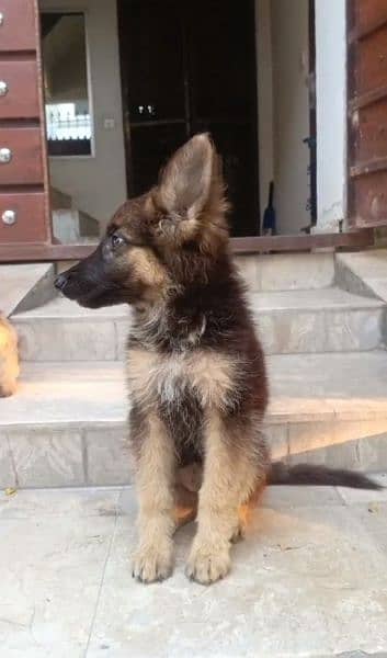 German shepherd long coat male or female pair available for sale. . 2