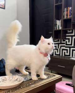 Pure white Persian kitten