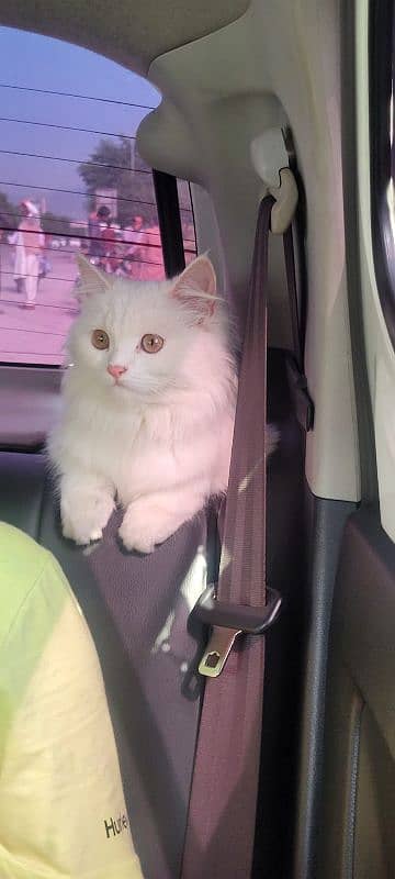 Pure white Persian kitten 1