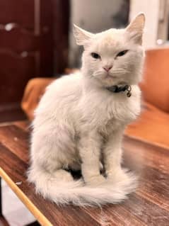 persian cat