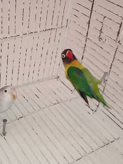 Love Birds Parrots pair for sale