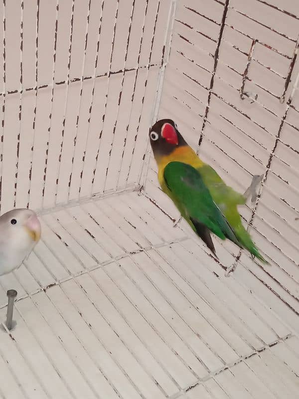 Love Birds Parrots pair for sale 0