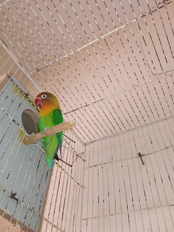 Love Birds Parrots pair for sale 1