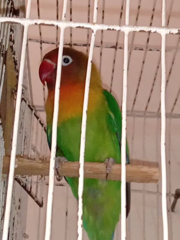 Love Birds Parrots pair for sale 2