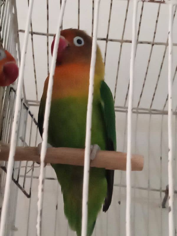 Love Birds Parrots pair for sale 3