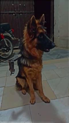 Aoa German shepherd for sale 0