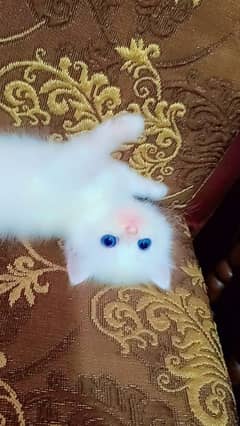 Persian male kitten